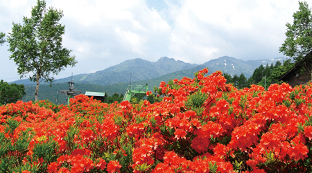 Renge azalea (designated as a special natural treasure of Gunma Prefecture)