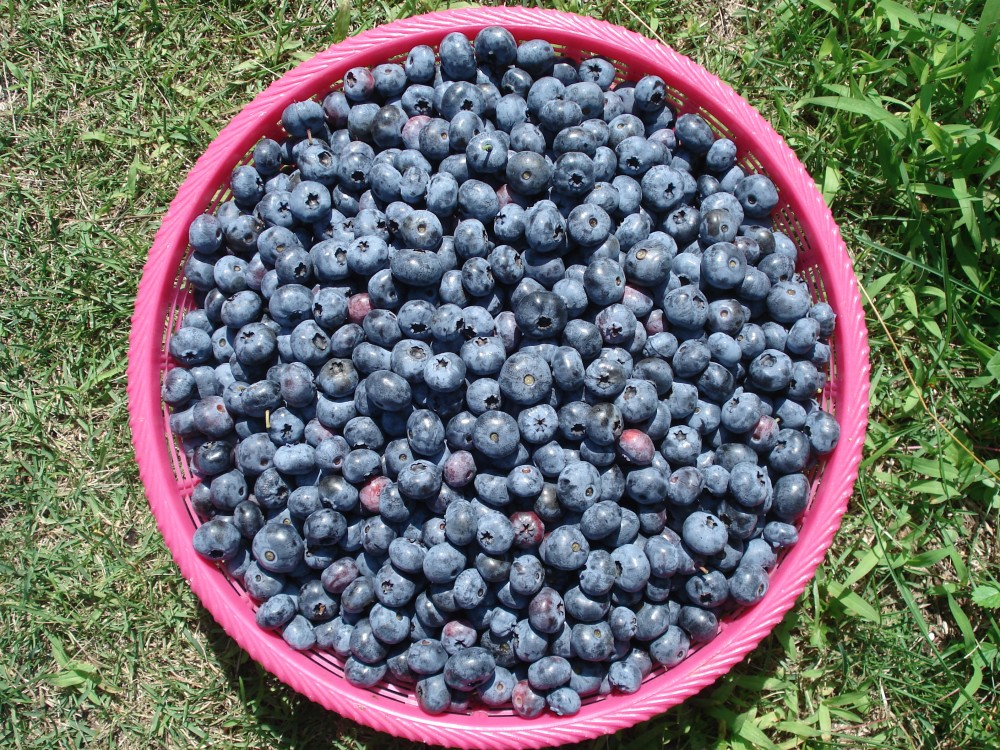 blueberrygunmajapan ⋆ OZE TRAVEL BLOG