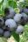 Oze National Park Katashina blueberry fruit garden ‘Kaneko Orchard’: Very Berry Delcious