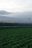 Dawn at the Lettuce Field in Oze Katashina