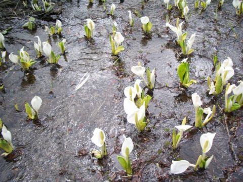 水芭蕉 かたしないろ 片品村観光協会公式サイト