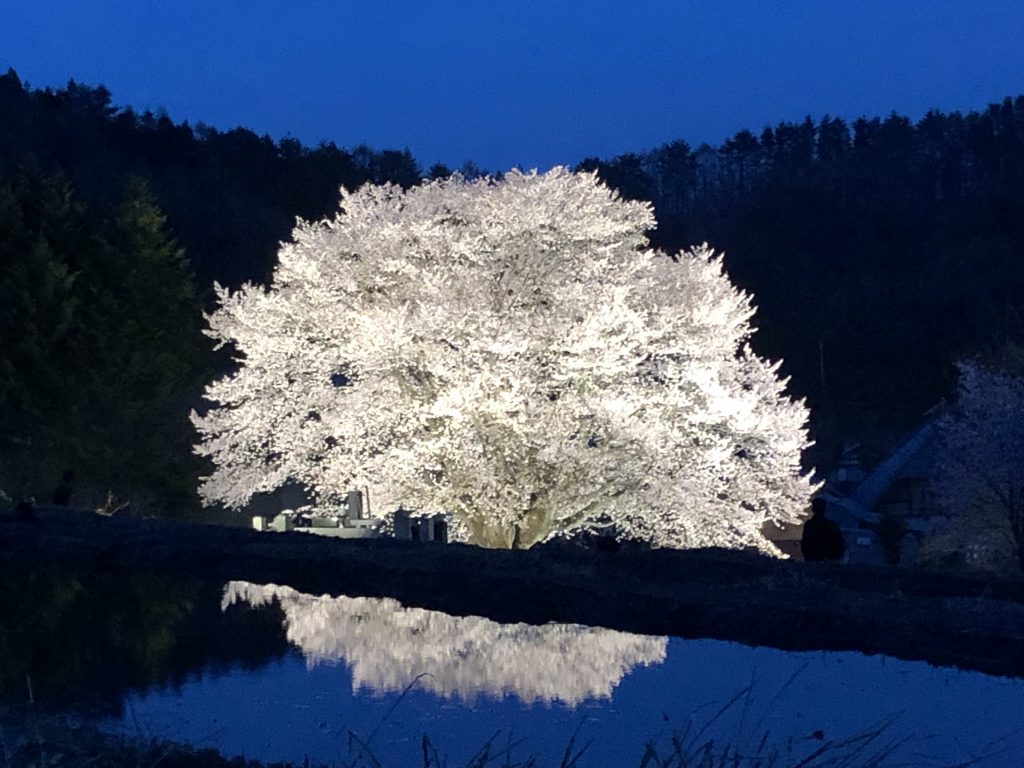 天王桜ライトアップ テレビ放映について かたしないろ 片品村観光協会公式サイト