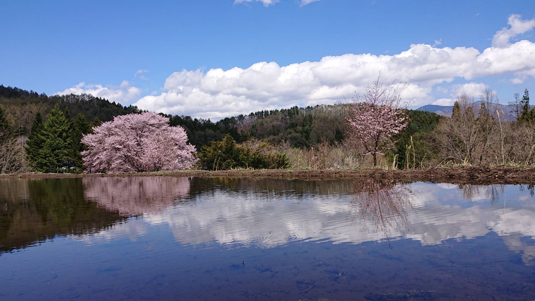 天王桜満開 かたしないろ 片品村観光協会公式サイト