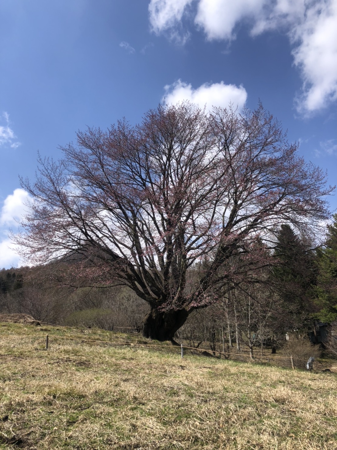 本日の針山の天王桜 かたしないろ 片品村観光協会公式サイト