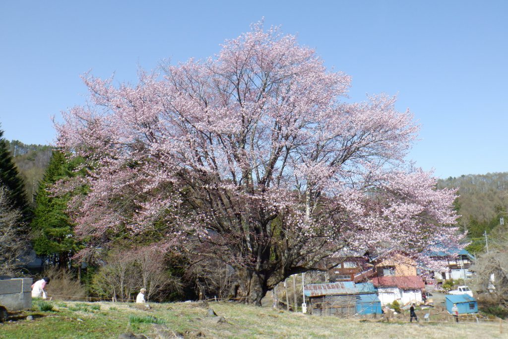 針山の天王桜 開花情報🌸 | かたしないろ｜片品村観光協会公式サイト
