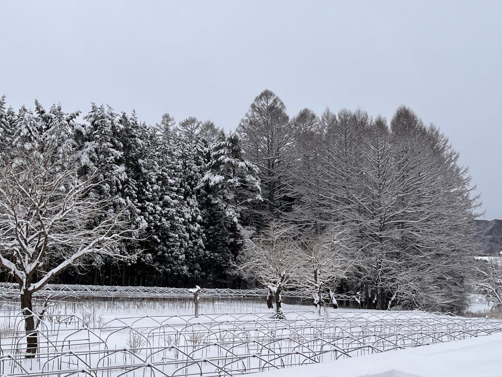 片品の朝です⛄ | かたしないろ｜片品村観光協会公式サイト