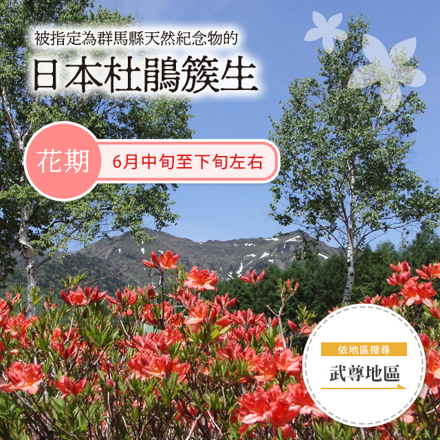 被指定為群馬縣天然紀念物的日本杜鵑簇生